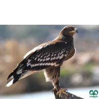 گونه عقاب خالدار کوچک Lesser Spotted Eagle